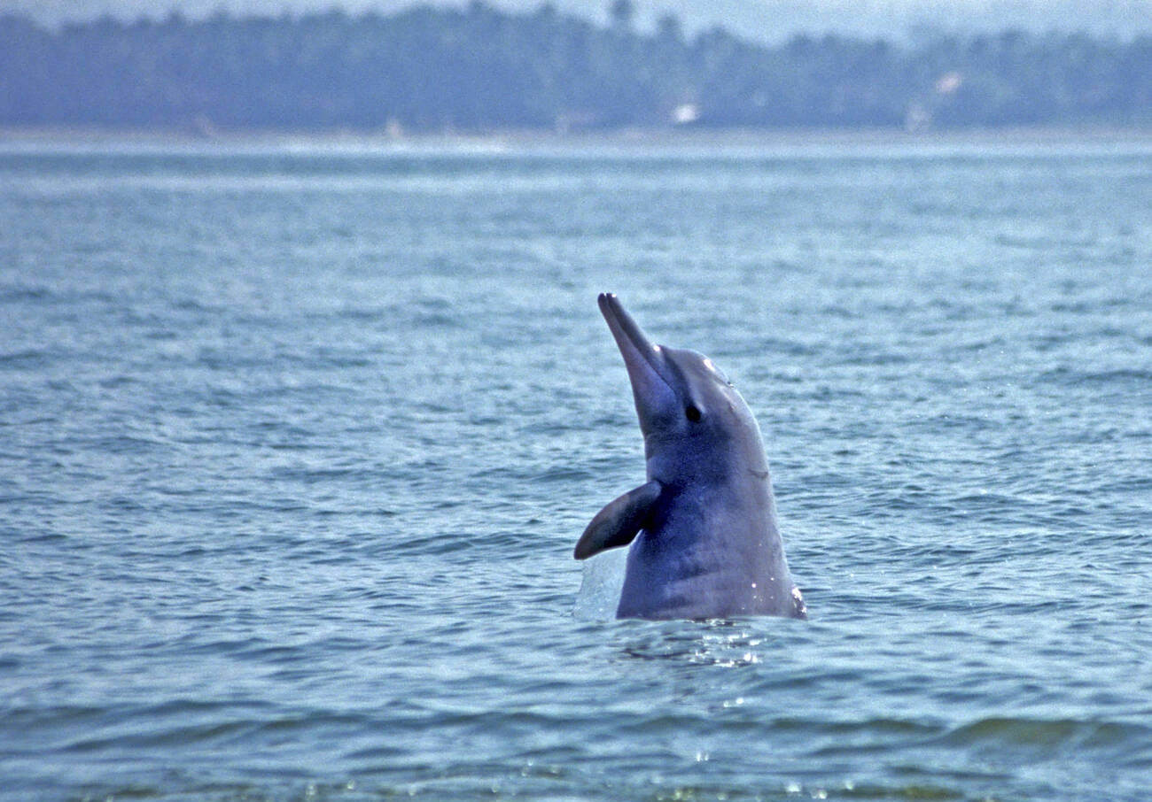 Dolphin spotting boat trips