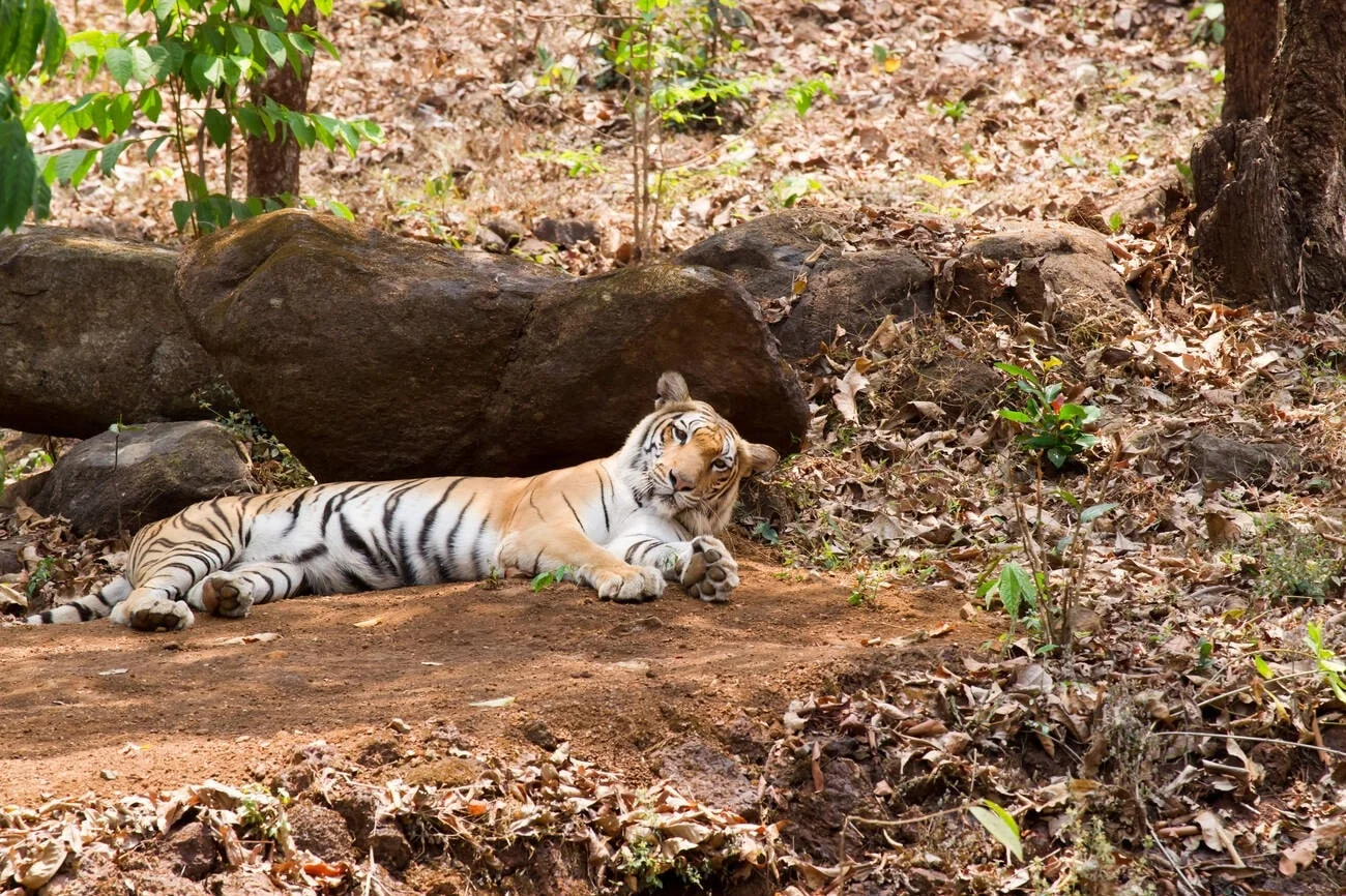 Bondla & Bhagwan Mahavir Wildlife Sanctuaries Bondla & Bhagwan Mahavir Wildlife Sanctuaries