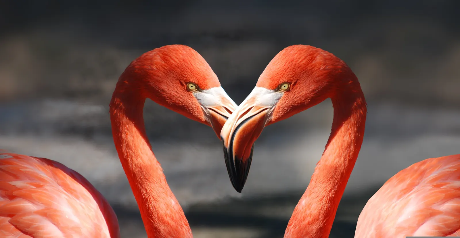 Valentine’s Day in Goa: Romantic Getaway at Stayvimaris